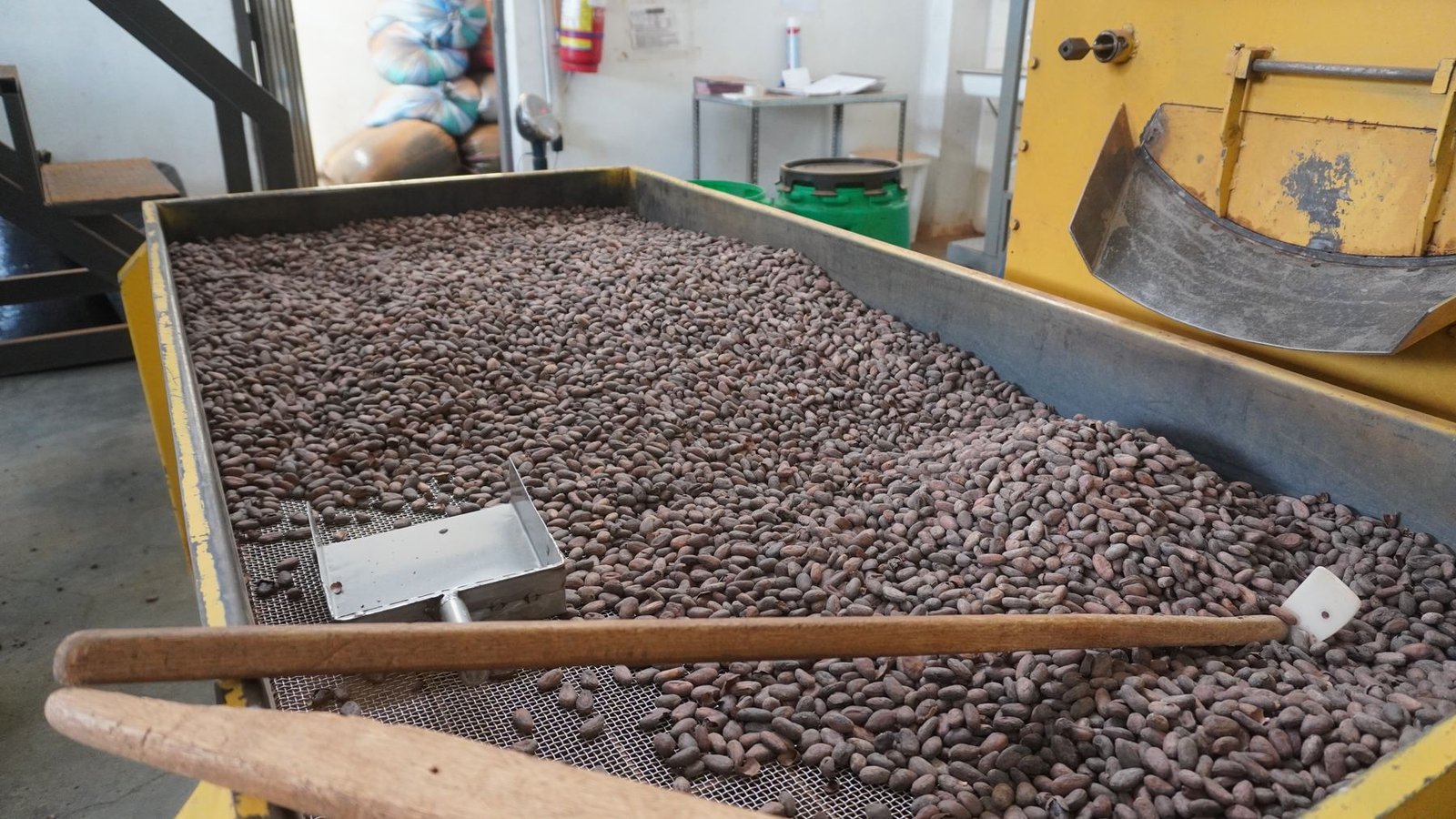 Granos de cacao tostados saliendo de la máquina descascarilladora