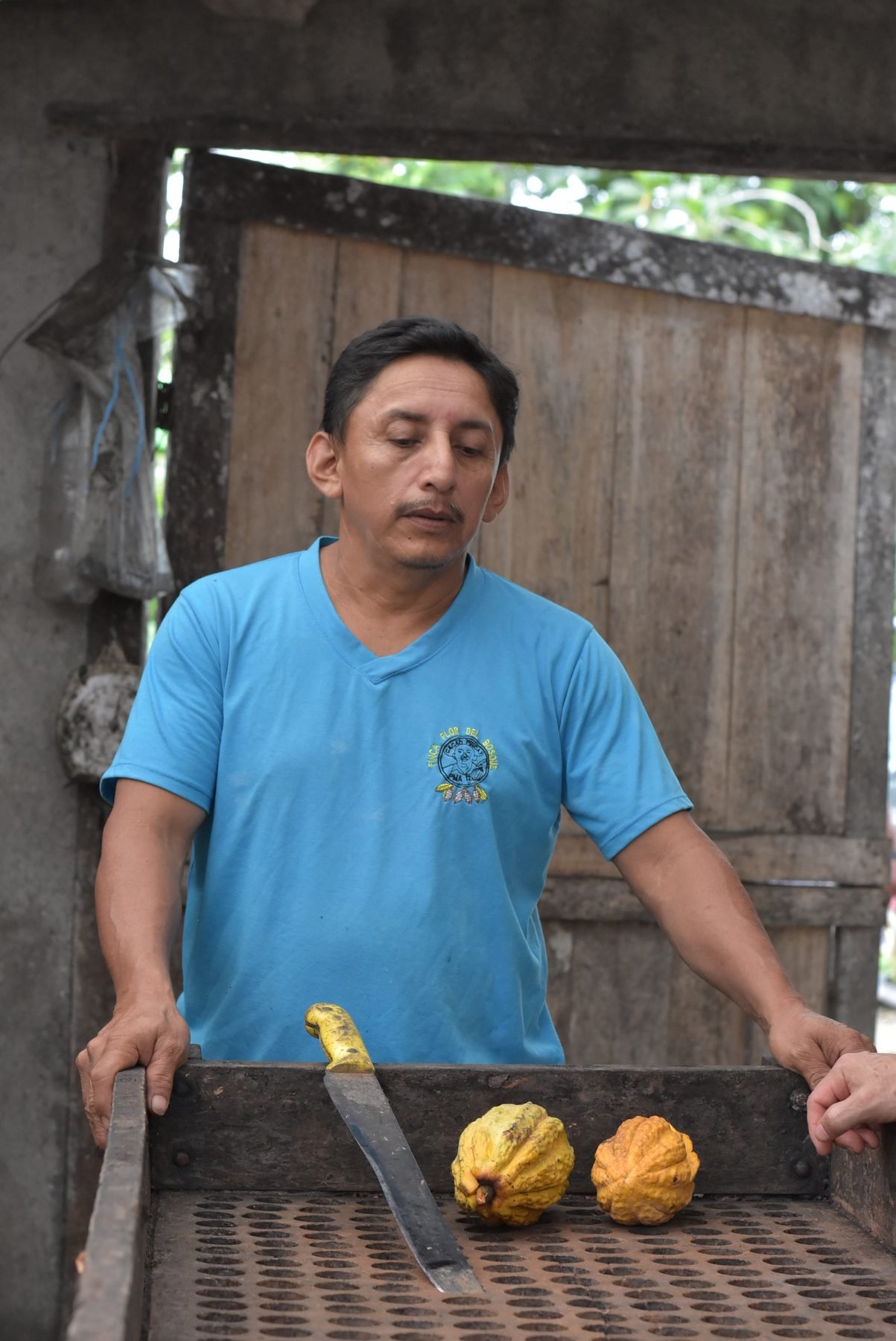 Cacaocultor abriendo mazorcas amarillas con machete sobre la mesa