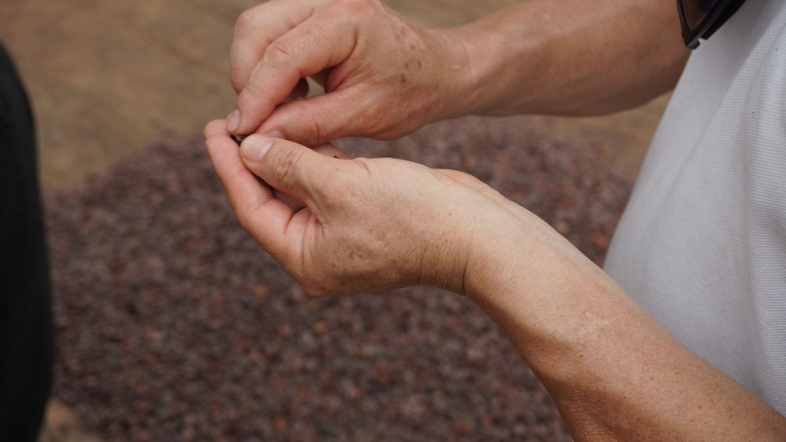 Manos sosteniendo granos de cacao fermentado sobre la cama de secado