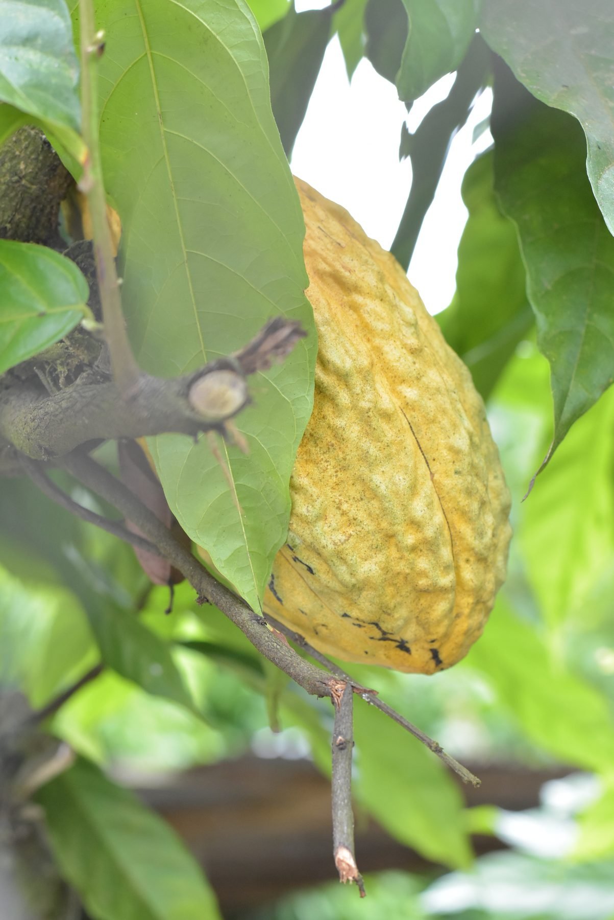 Tres mazorcas de cacao amarillas maduras en el tronco