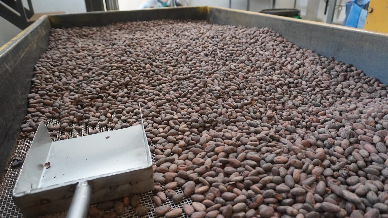 Granos de cacao calificados en la mesa de recepción de la planta