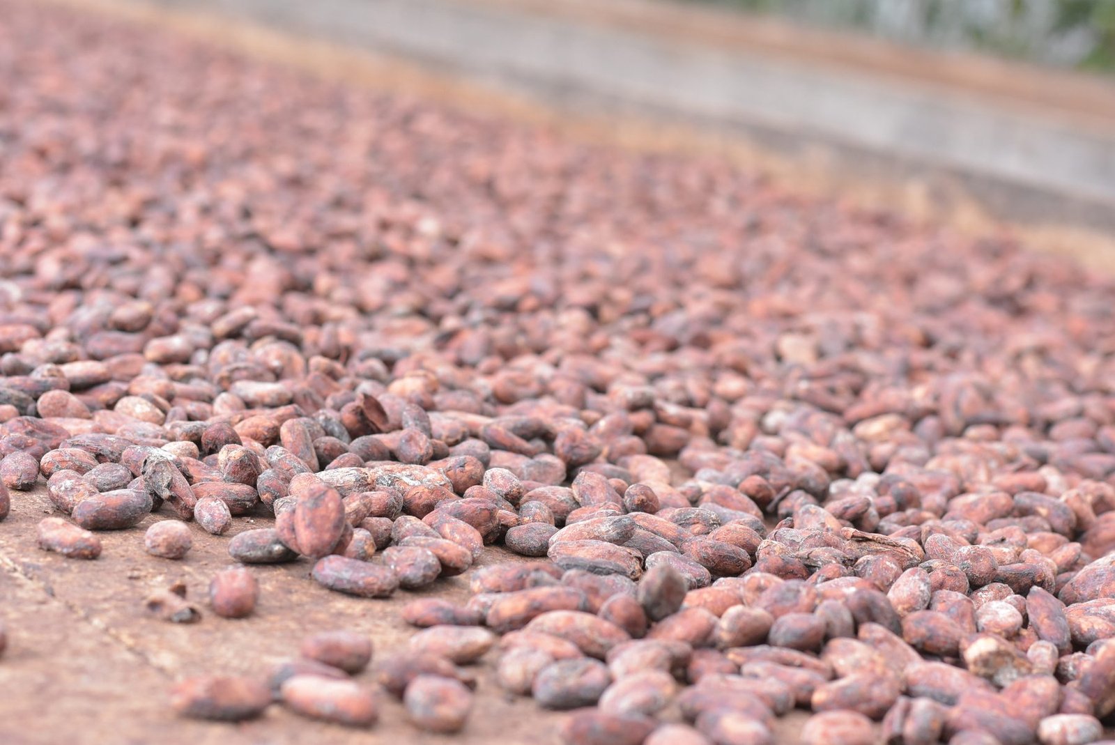 Granos de cacao fermentado secándose sobre cama de madera