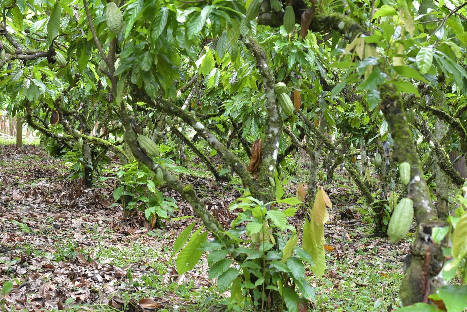 Plantación de cacao con hileras de árboles y mazorcas amarillas
