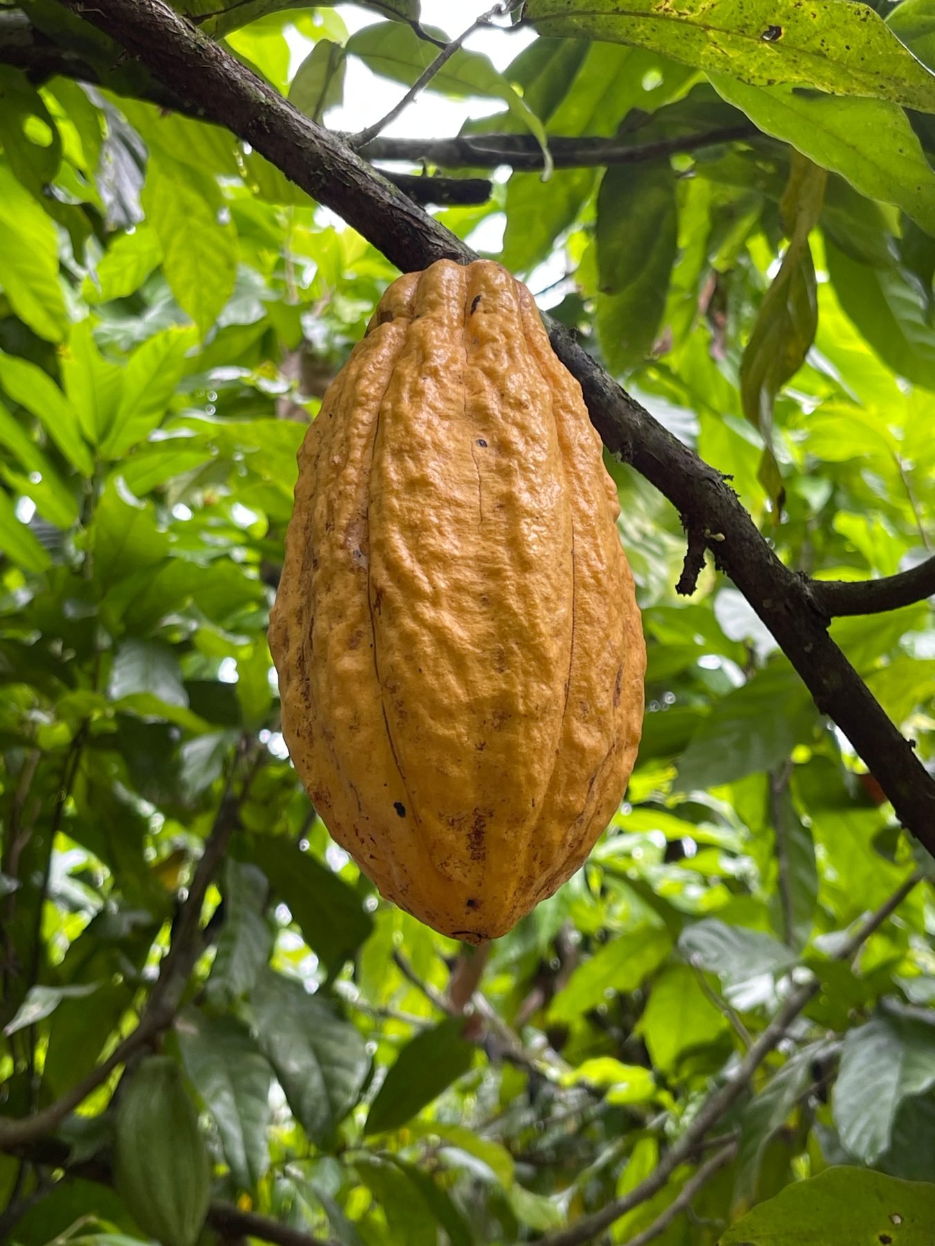Mazorca de cacao naranja madura colgando de la rama en la plantación