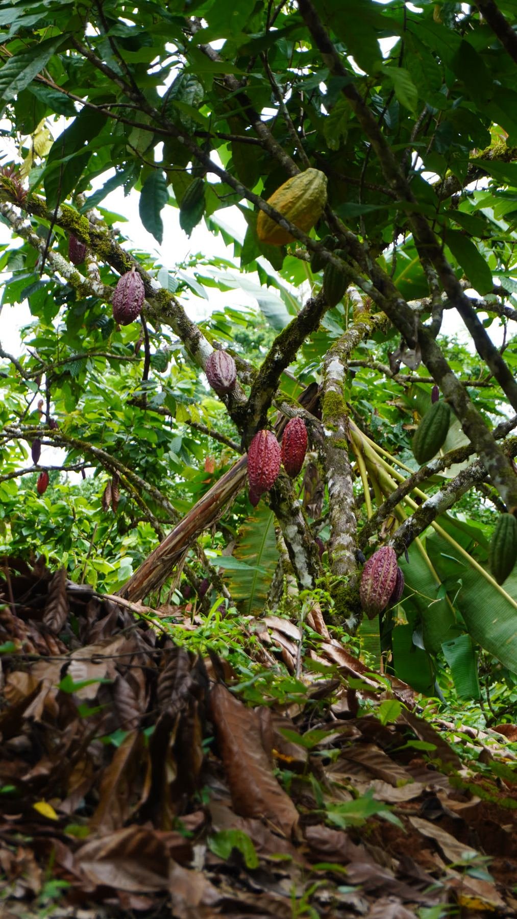 Mazorcas de cacao creciendo pegadas al tronco del árbol