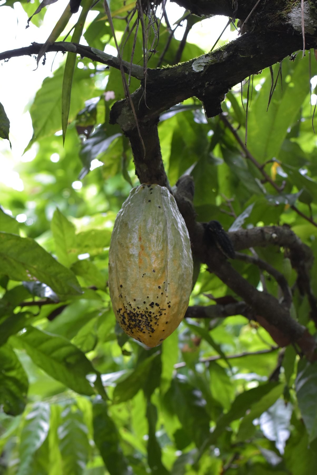 Mazorca amarilla de cacao madura colgando de una rama, con el dosel de la plantación detrás