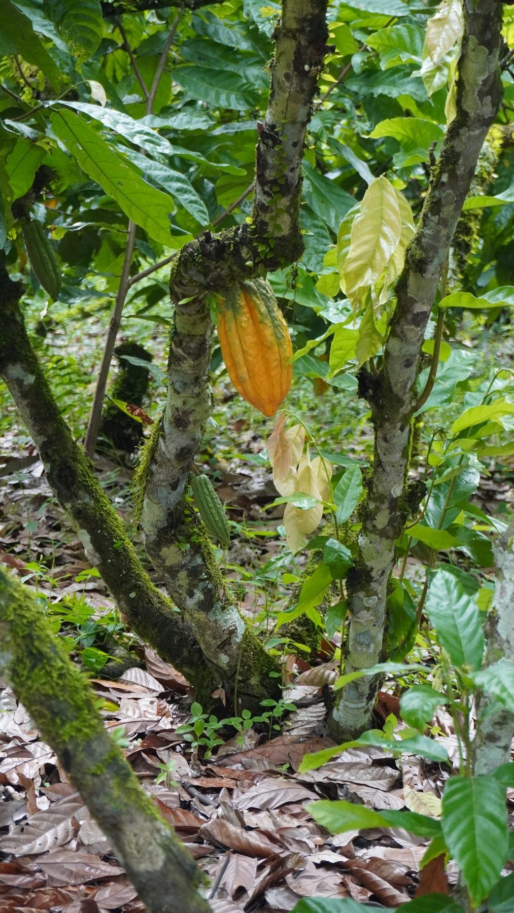Mazorca naranja madura sobre un tronco cubierto de musgo